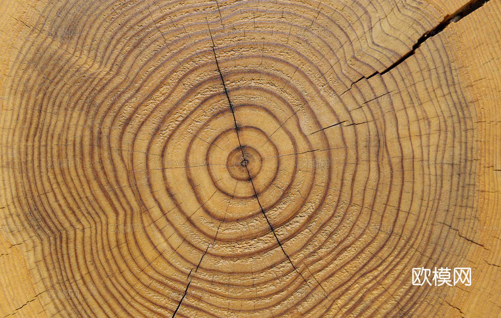 树木 年轮 木桩 树干 木头 残旧木纹 木材  干木柴 树根下载