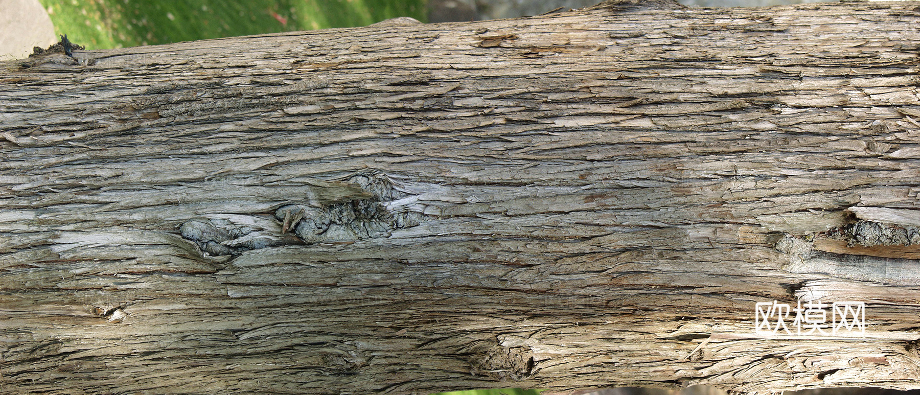 树皮 树干 木头 残旧木纹 木材 木柴 树枝 木柴 树根下载