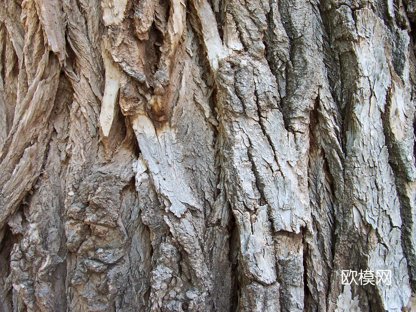 树皮 树干 木头 残旧木纹 木材 木柴 树枝下载