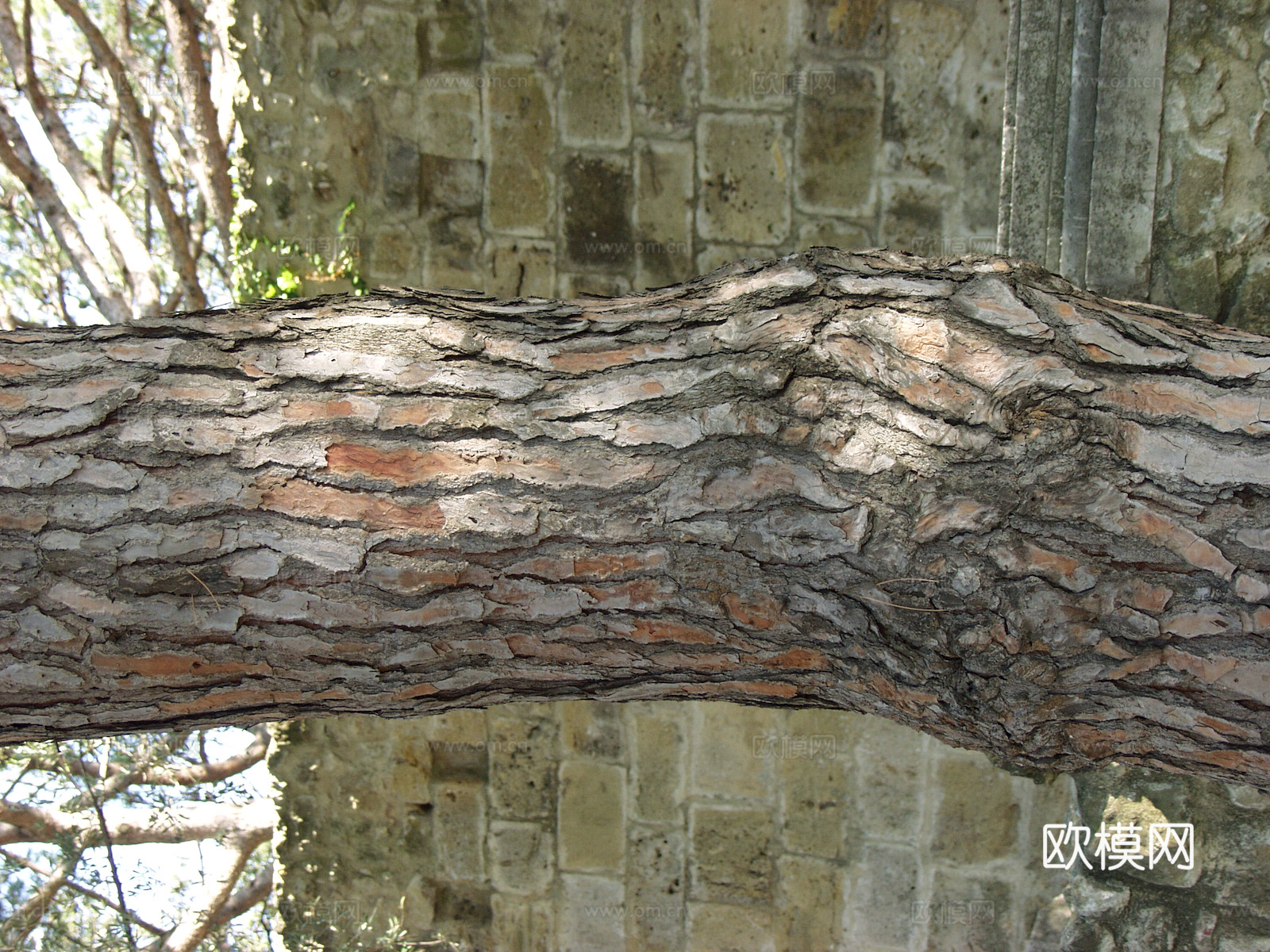 树皮 树干 木头 残旧木纹 木材 木柴 树枝 木柴 树根