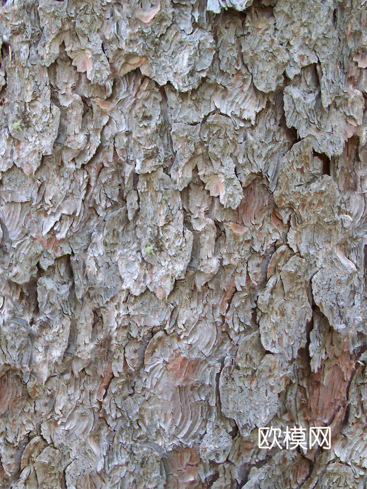 树皮 树干 木头 残旧木纹 木材 木柴 树枝