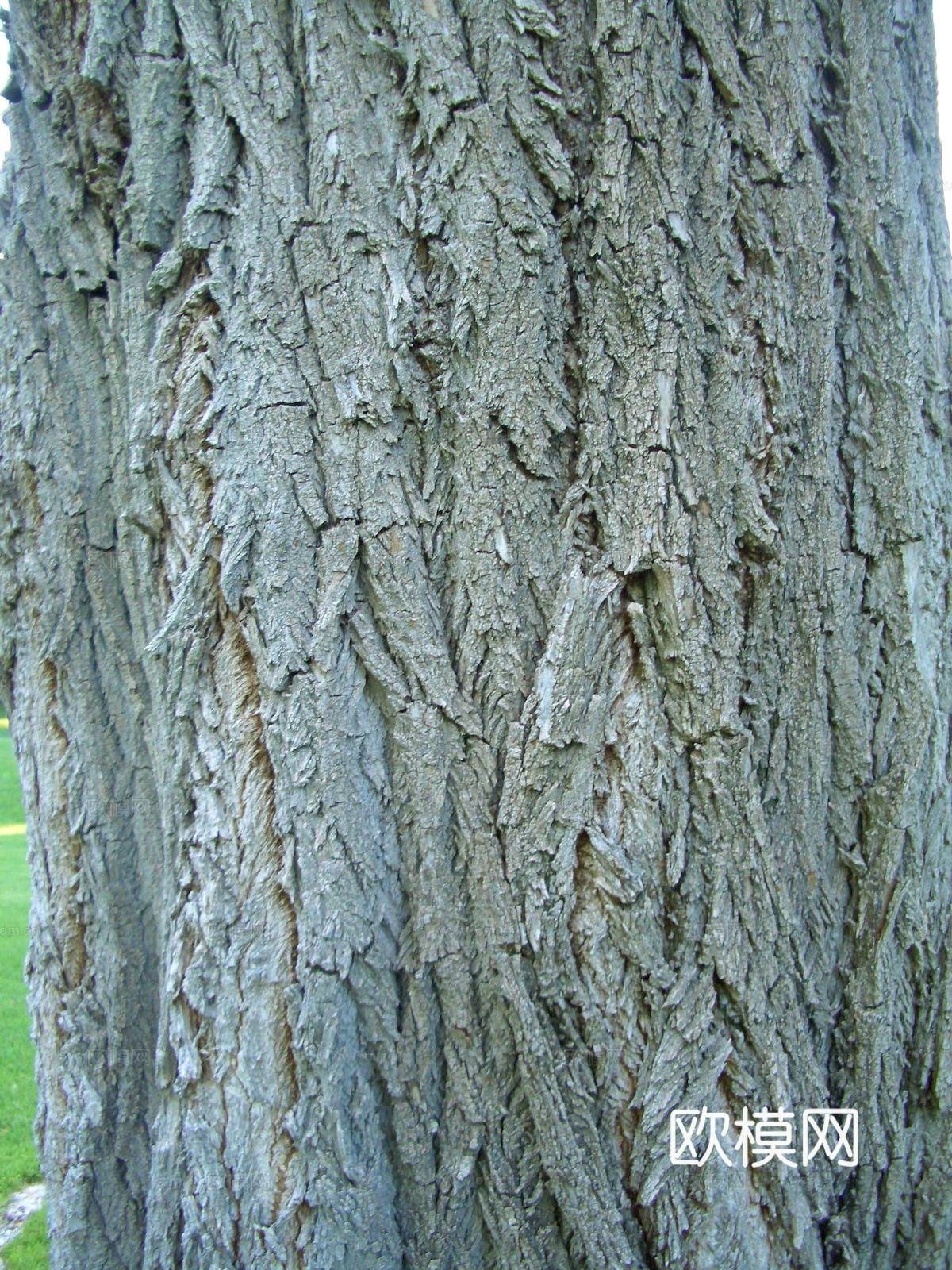 树皮 树干 木头 残旧木纹 木材 木柴 树枝