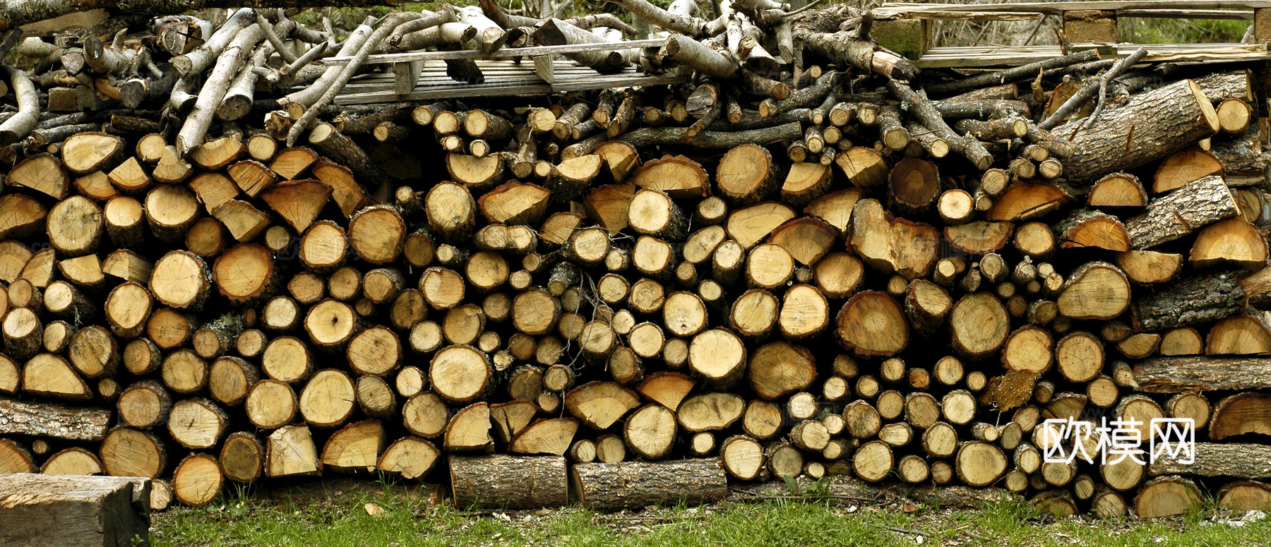 树木 年轮 木桩 树干 木头 残旧木纹 木材  干木柴 树根下载