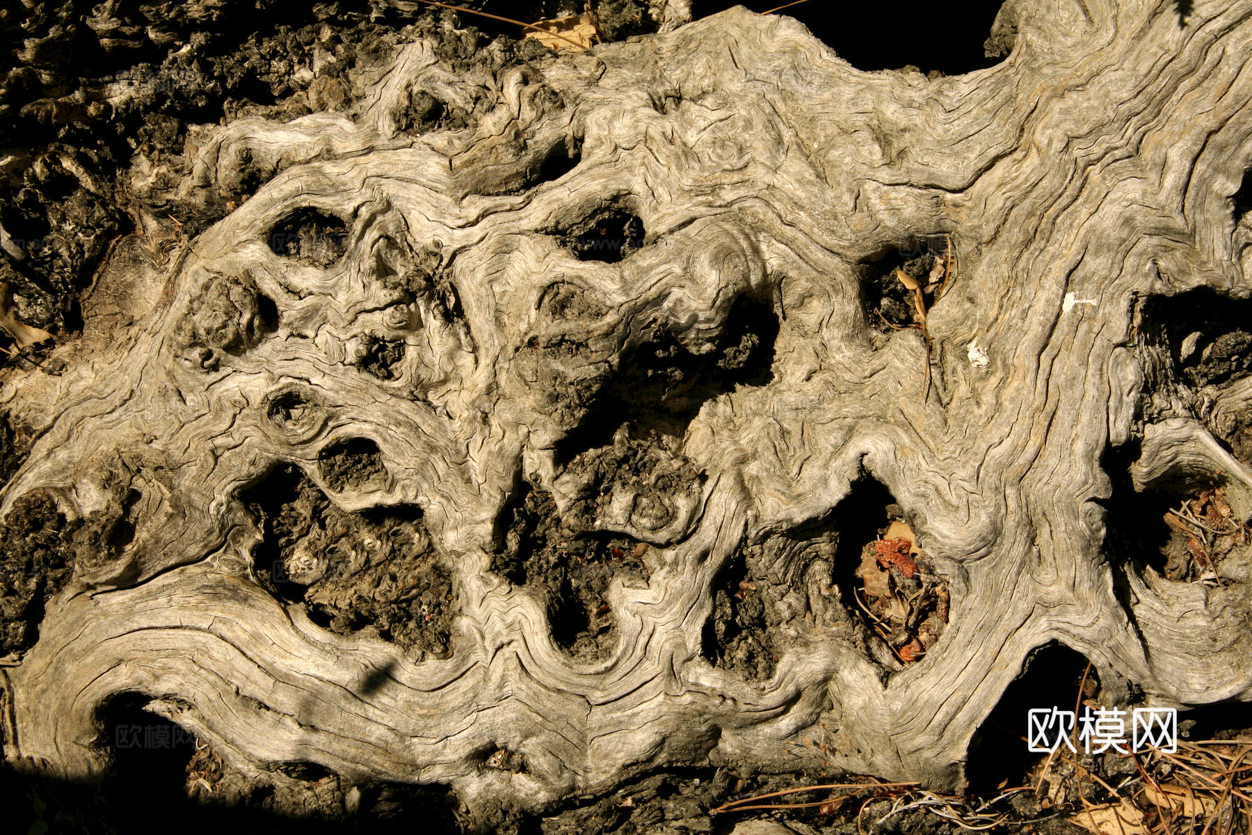 树皮 树干 木头 残旧木纹 木材 木柴 树枝下载