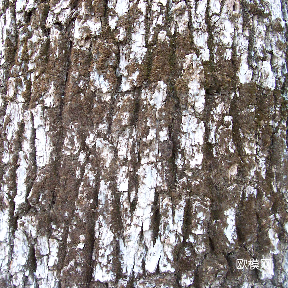 树皮 树干 木头 残旧木纹 木材 木柴 树枝下载