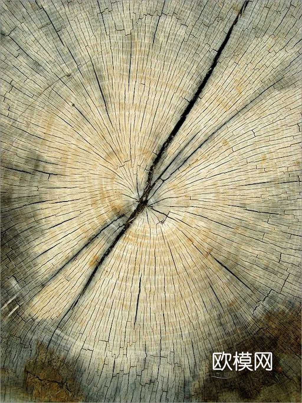 树木 年轮 木桩 树干木头 残旧木纹 木材 木柴 木柴 树根下载