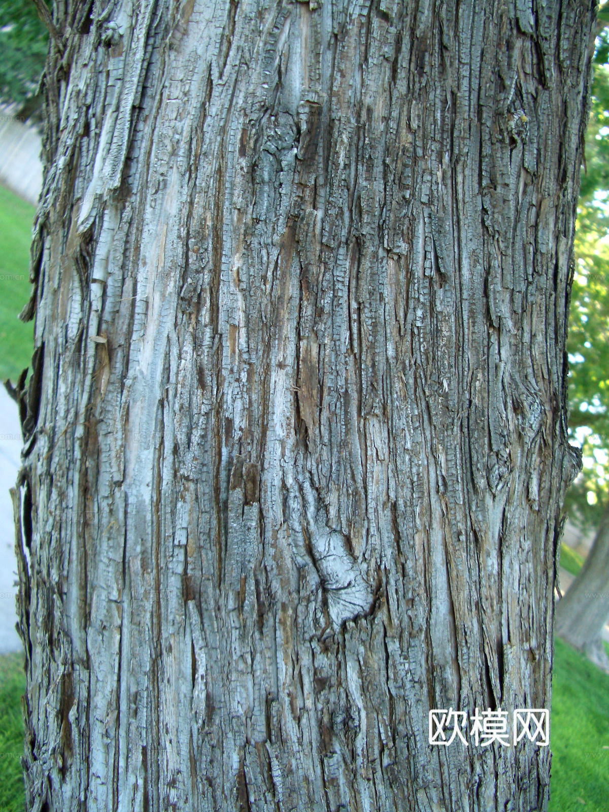 树皮 树干 木头 残旧木纹 木材 木柴 树枝