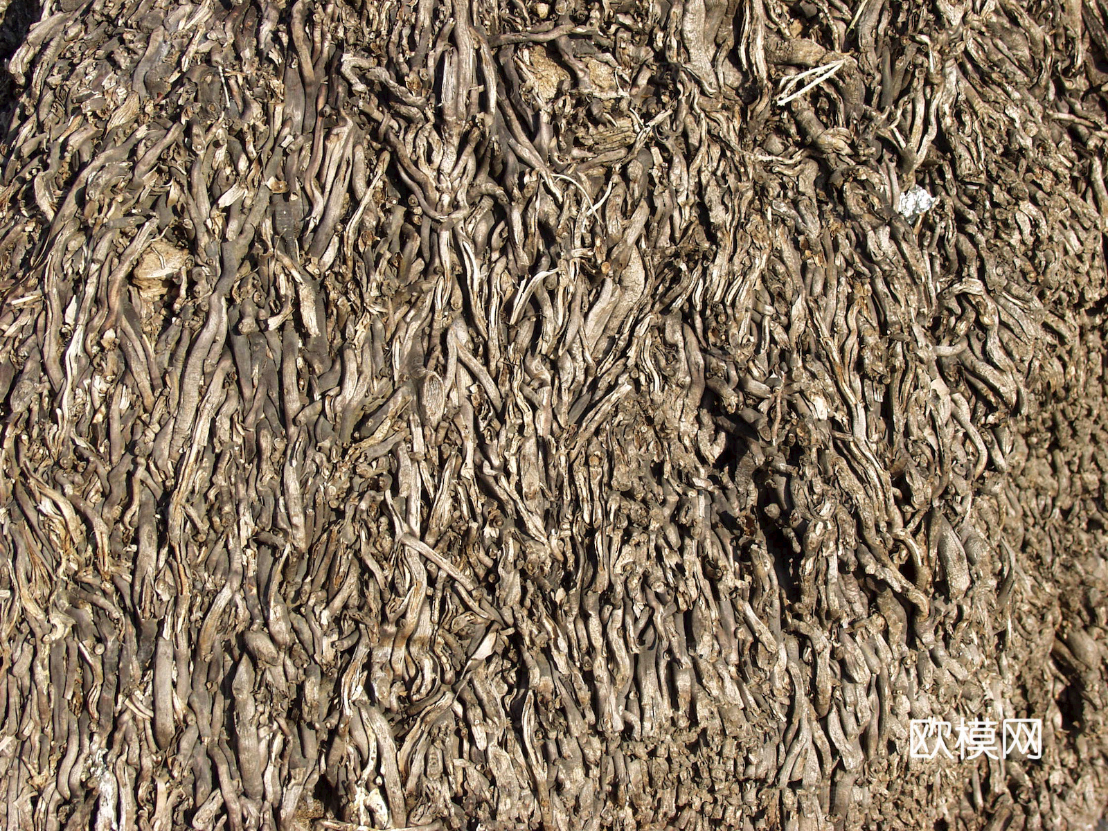 树皮 树干 木头 残旧木纹 木材 木柴 树枝 木柴 树根下载