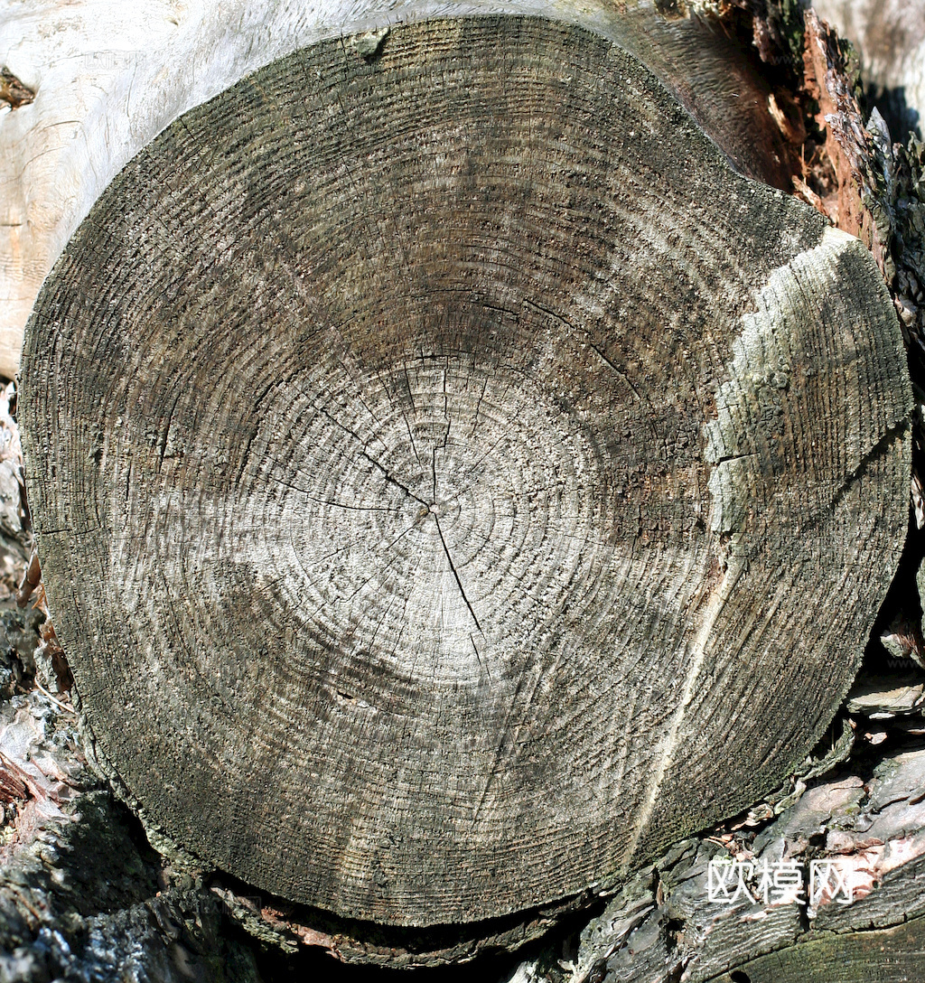 树木 年轮 木桩 树干 木头 残旧木纹 木材  干木柴 树根下载