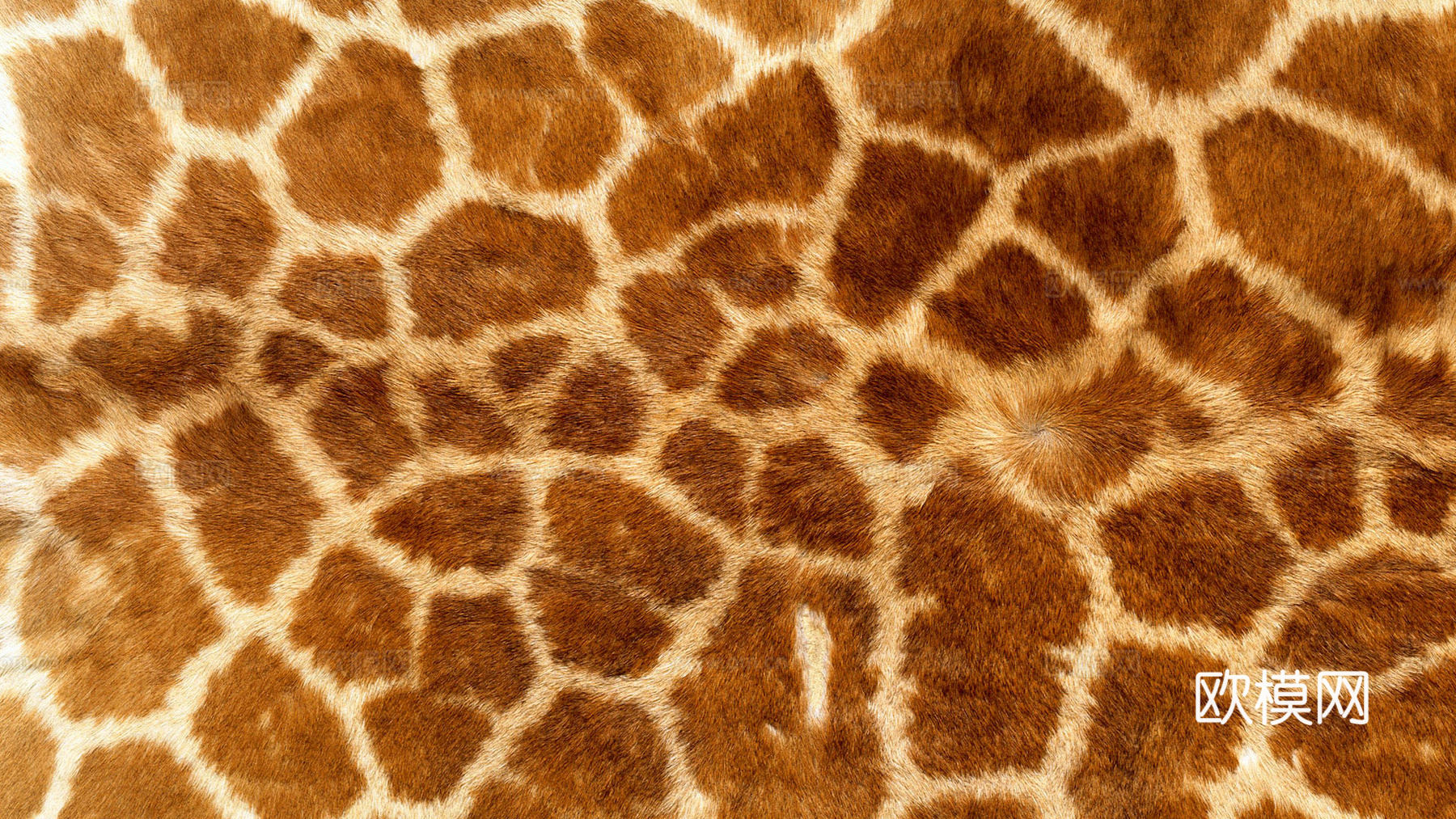 粗纹皮革 皮纹 皮草 动物皮毛 花纹皮革 绒毛毯 软硬包皮革