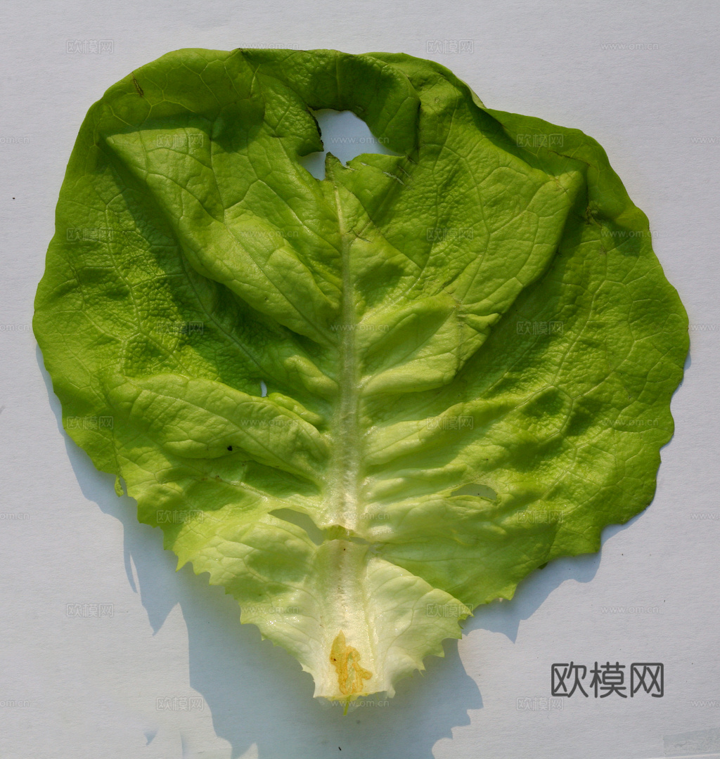 食物 蔬菜 香料 调料 玉米 包菜 辣椒