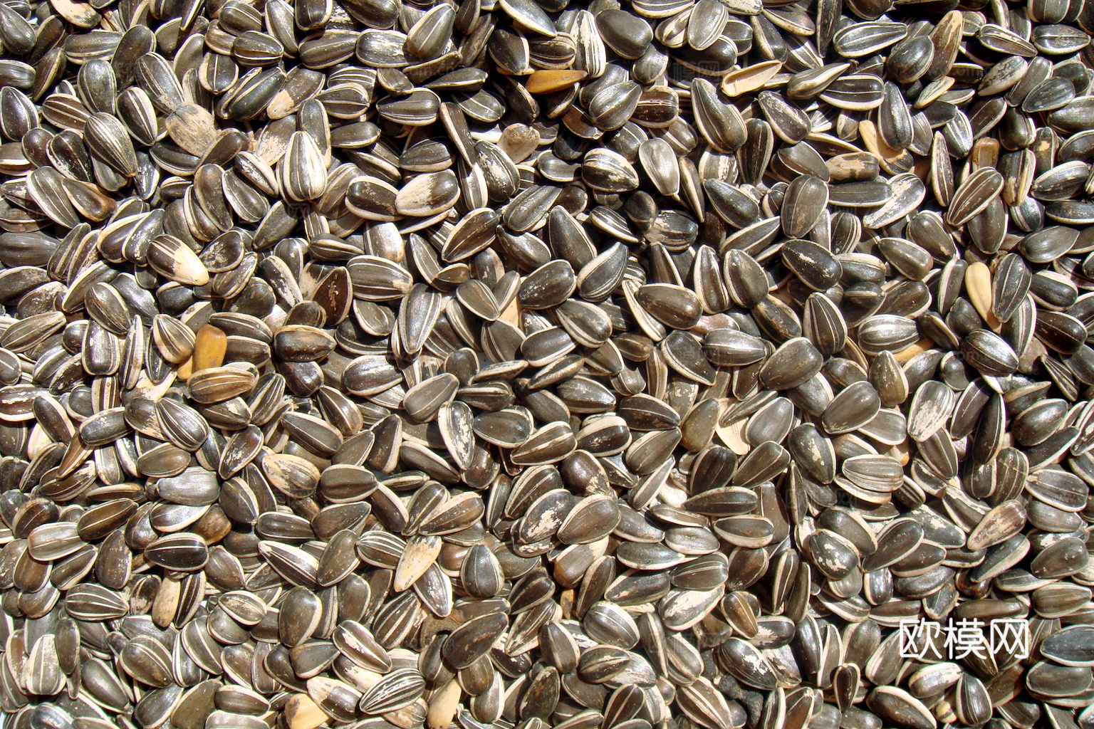 食物 蔬菜 香料 调料 玉米 包菜 辣椒