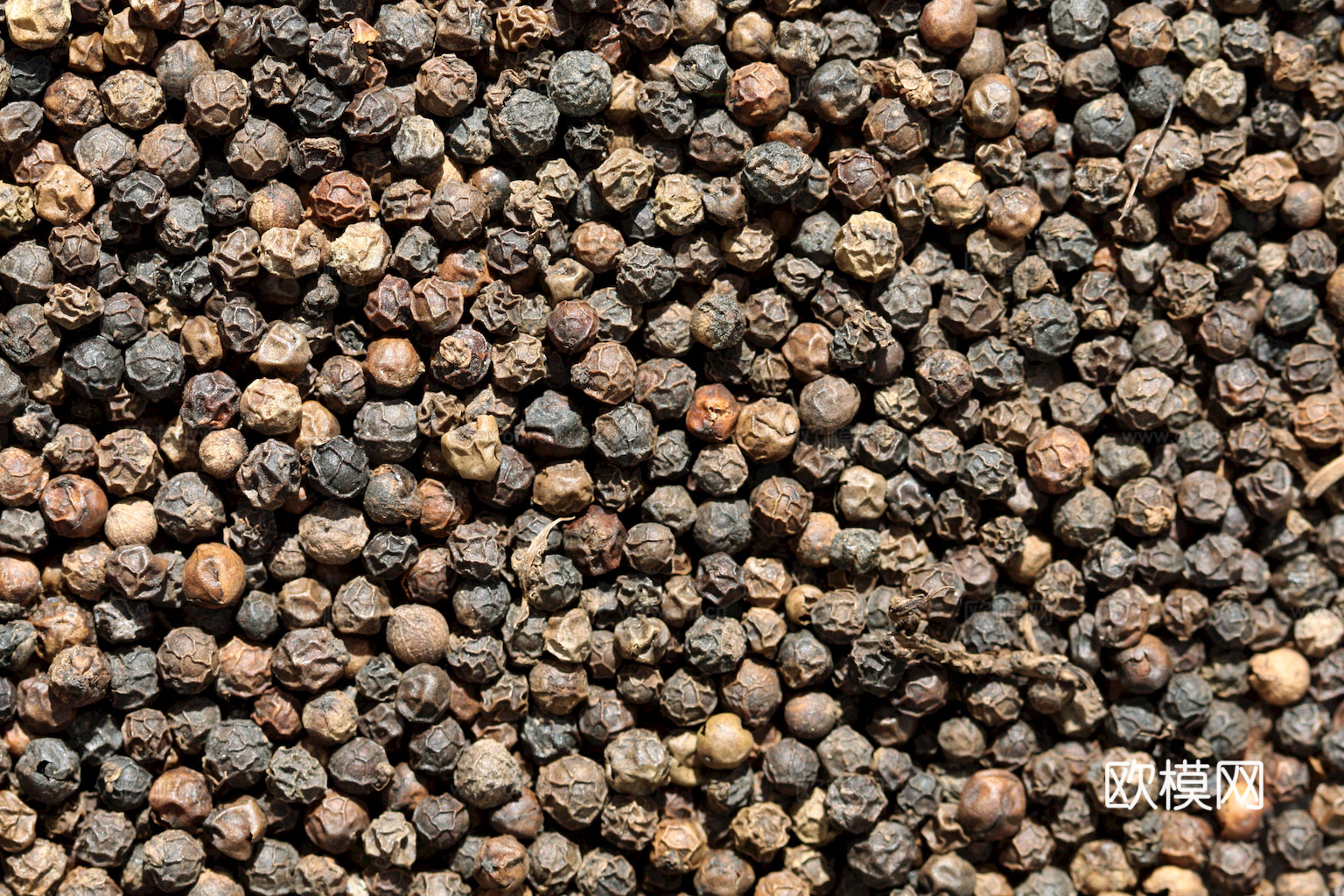 食物 蔬菜 香料 调料 玉米 包菜 辣椒