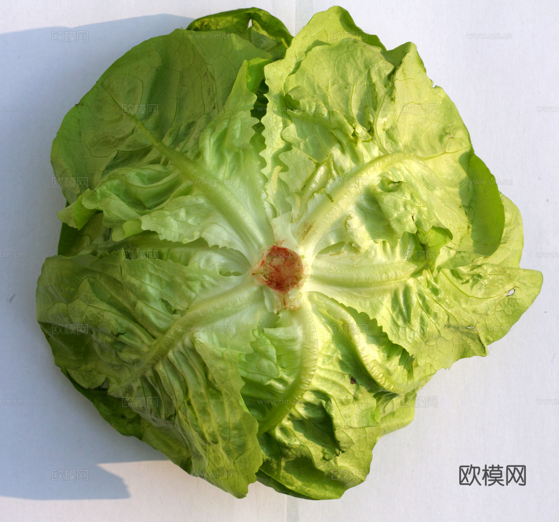 食物 蔬菜 香料 调料 玉米 包菜 辣椒下载