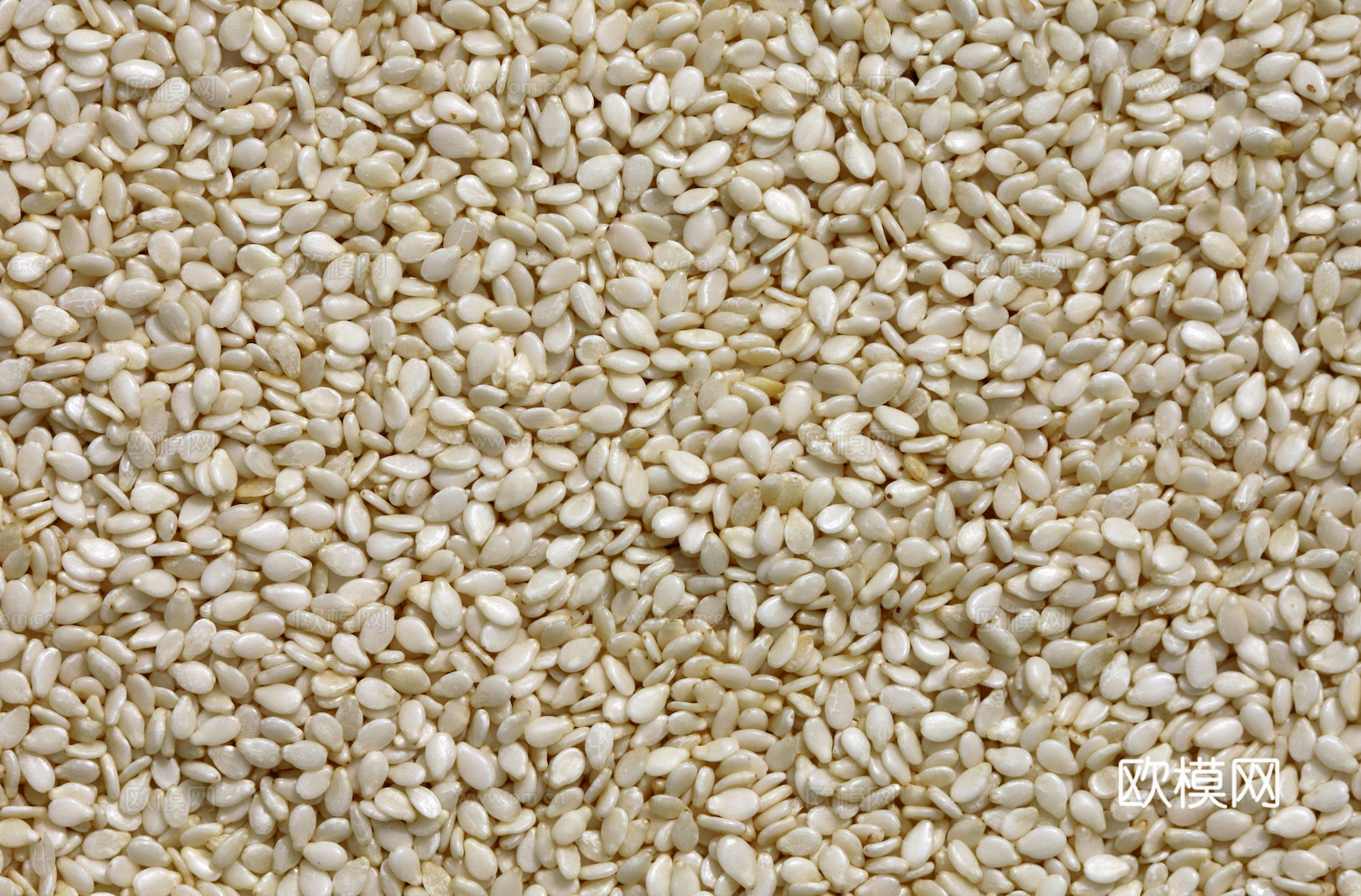 食物 蔬菜 香料 调料 玉米 包菜 辣椒下载