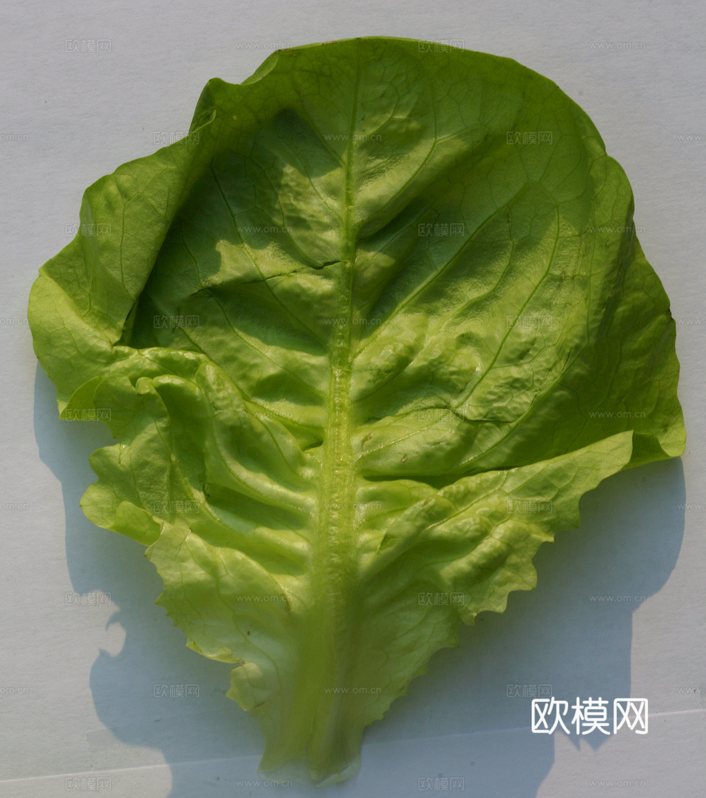 食物 蔬菜 香料 调料 玉米 包菜 辣椒