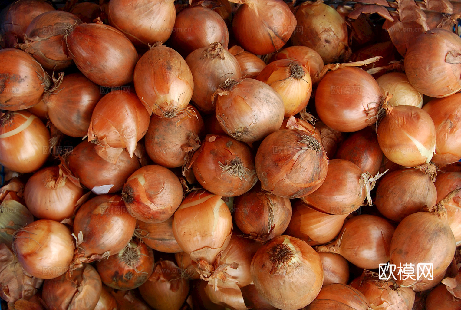 食物 蔬菜 香料 调料 玉米 包菜 辣椒