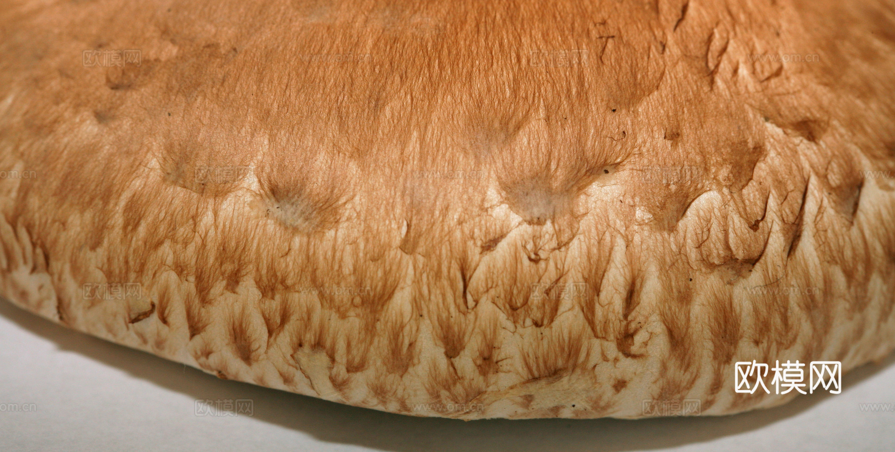 食物 蔬菜 香料 调料 玉米 包菜 辣椒