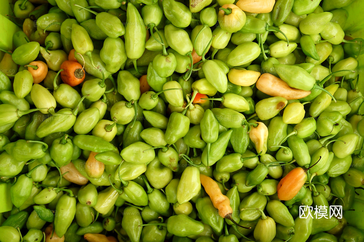 食物 蔬菜 香料 调料 玉米 包菜 辣椒