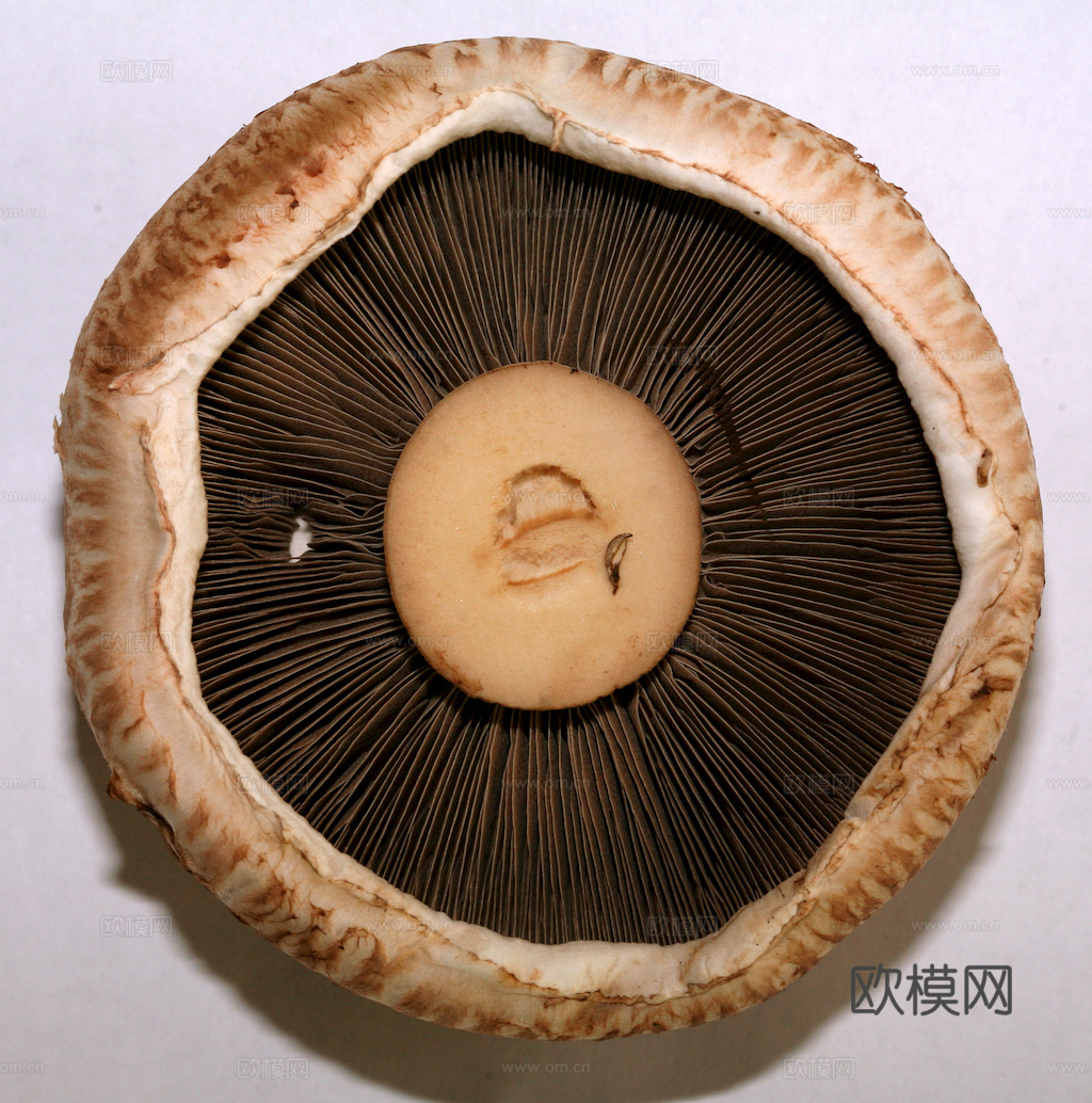 食物 蔬菜 香料 调料 玉米 包菜 辣椒下载