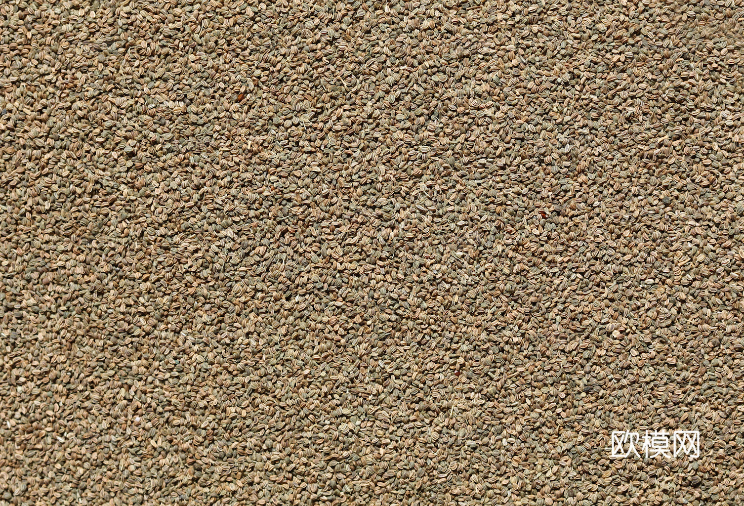 食物 蔬菜 香料 调料 玉米 包菜 辣椒