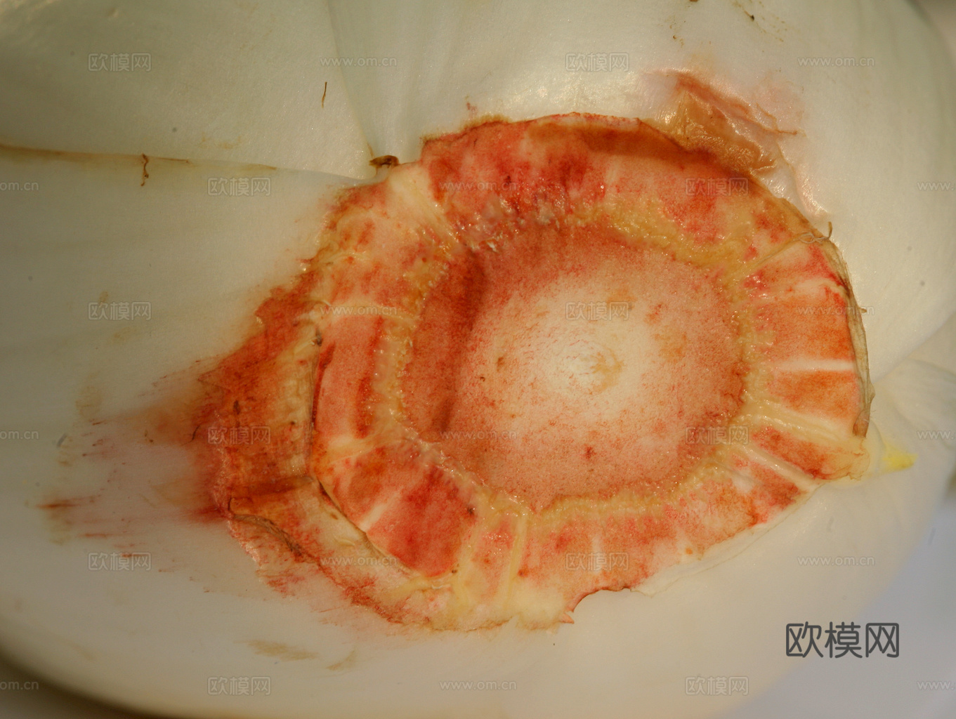 食物 蔬菜 香料 调料 玉米 包菜 辣椒下载