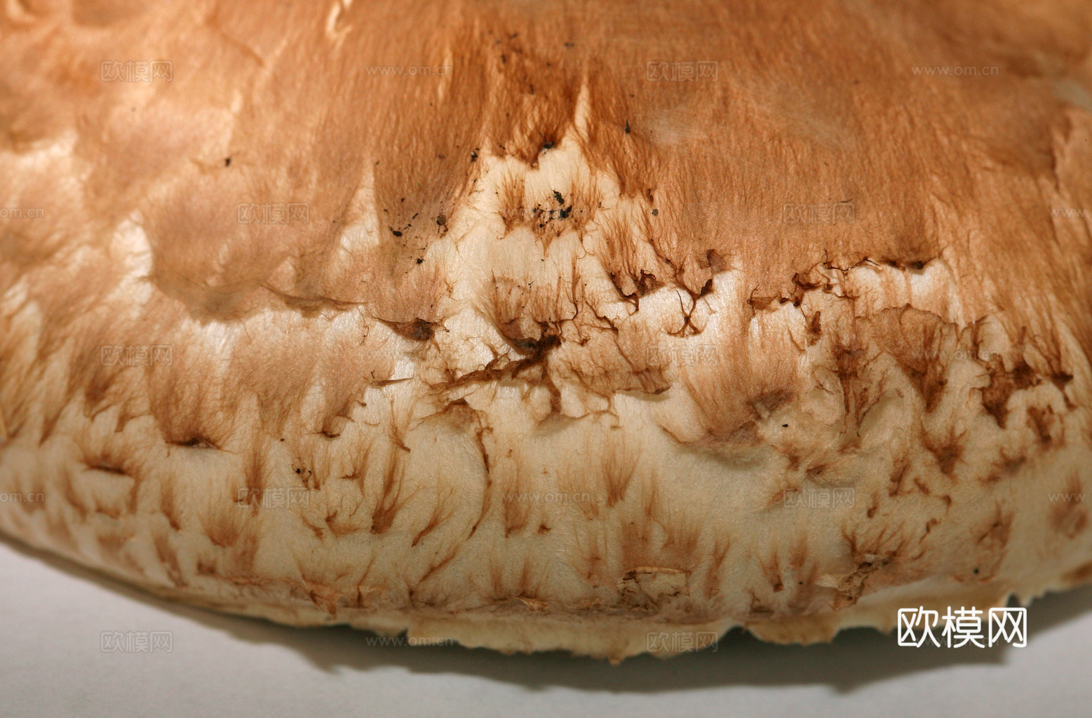 食物 蔬菜 香料 调料 玉米 包菜 辣椒下载