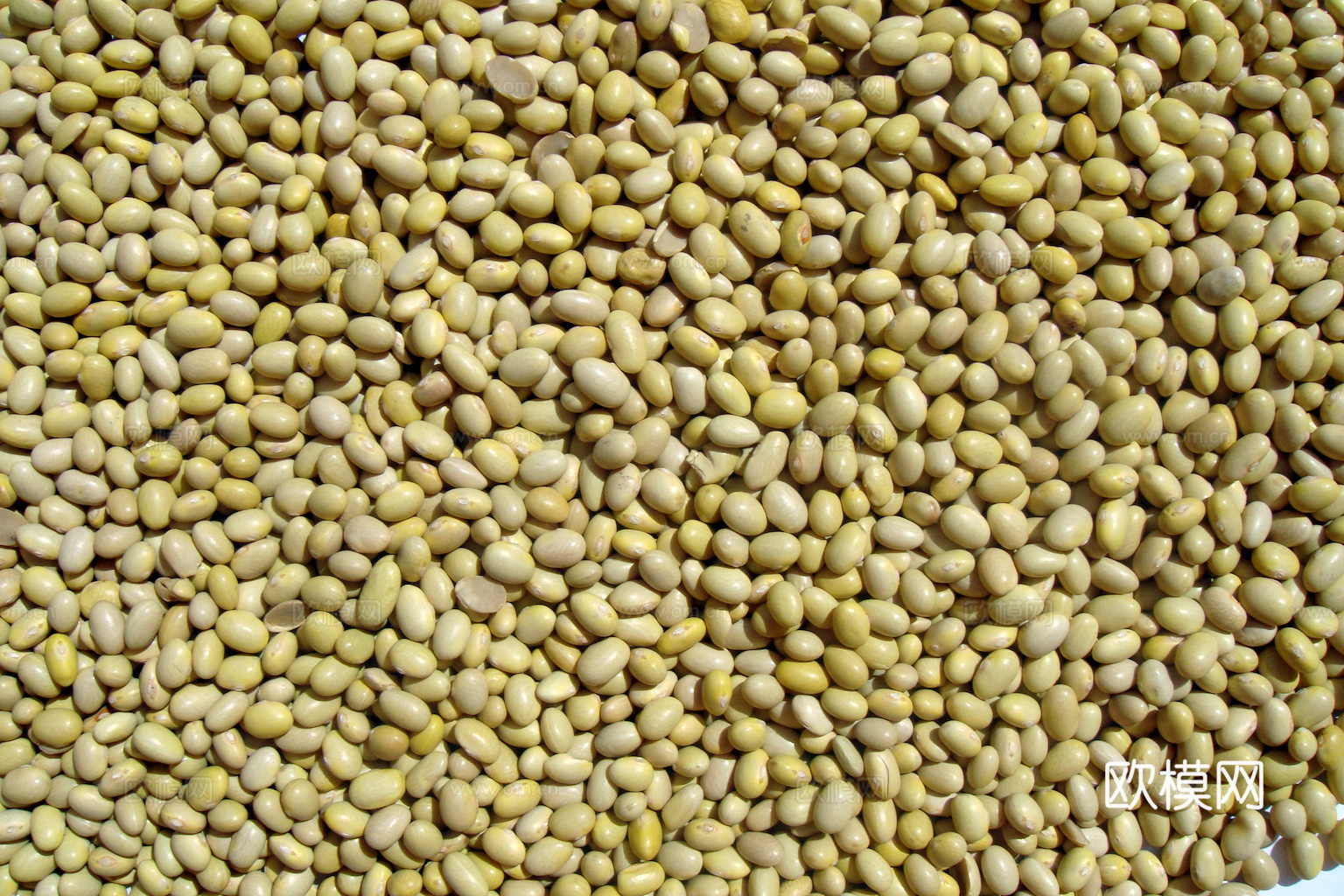 食物 蔬菜 香料 调料 玉米 包菜 辣椒