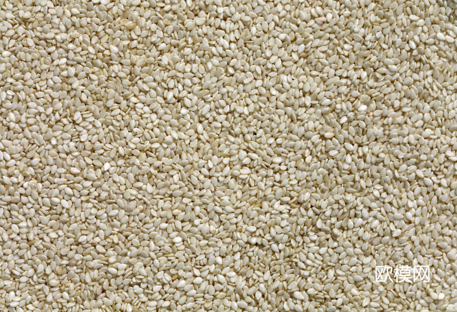 食物 蔬菜 香料 调料 玉米 包菜 辣椒