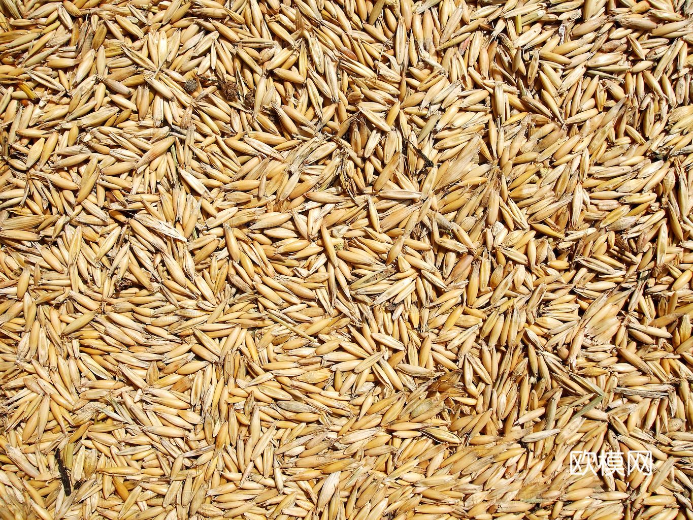 食物 蔬菜 香料 调料 玉米 包菜 辣椒