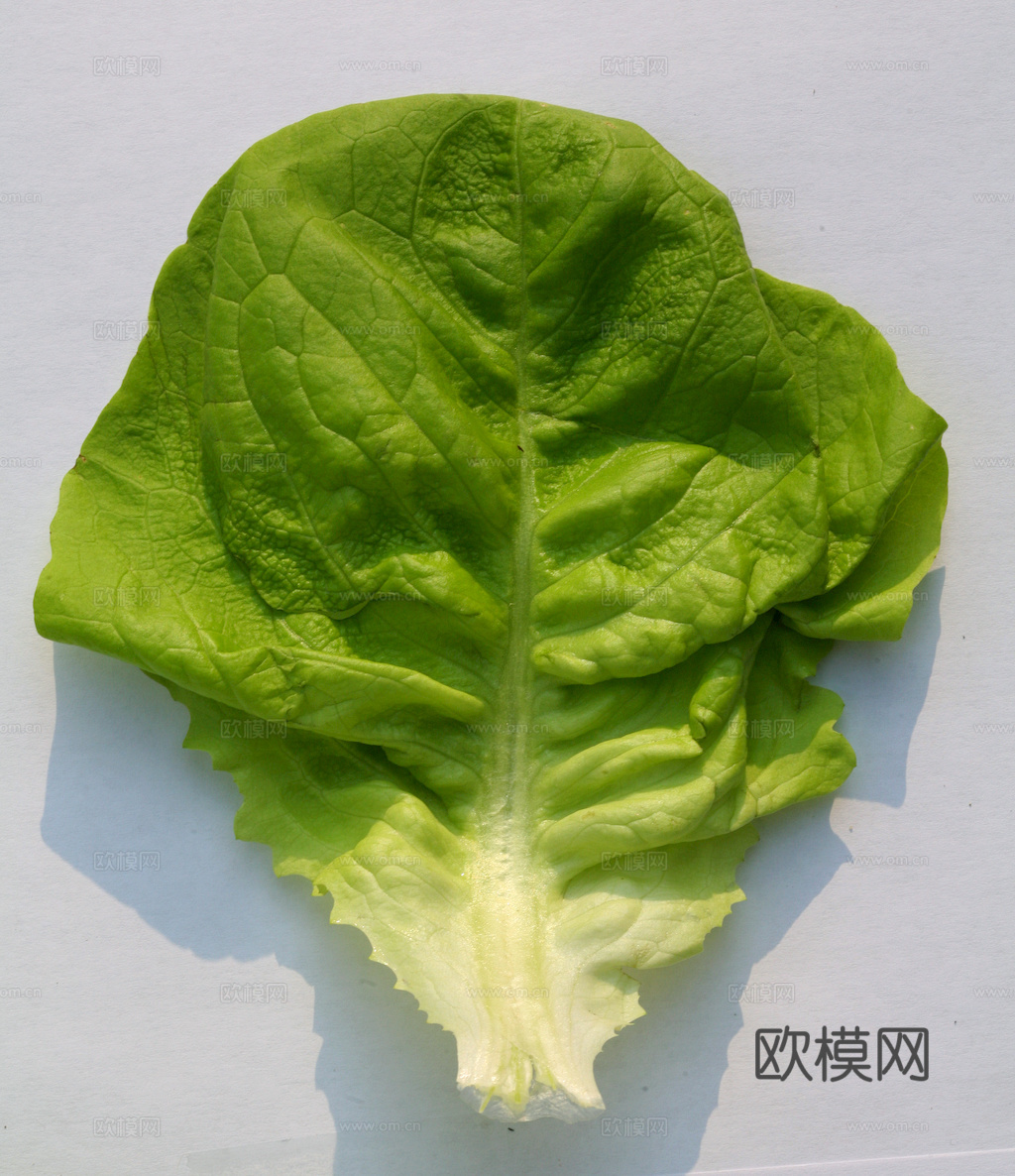 食物 蔬菜 香料 调料 玉米 包菜 辣椒