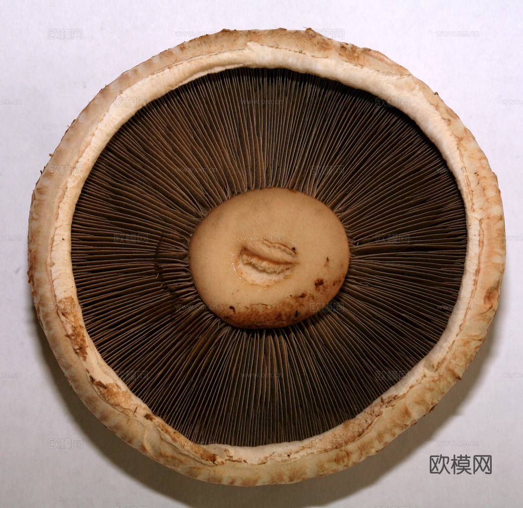 食物 蔬菜 香料 调料 玉米 包菜 辣椒下载