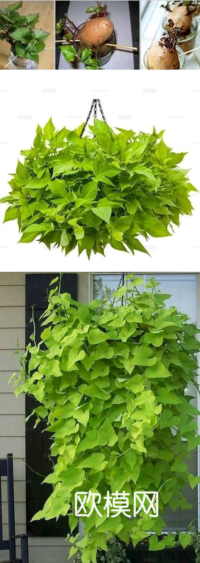 植物墙 绿植 植被 花卉 绿叶背景景墙 装饰墙 植物堆