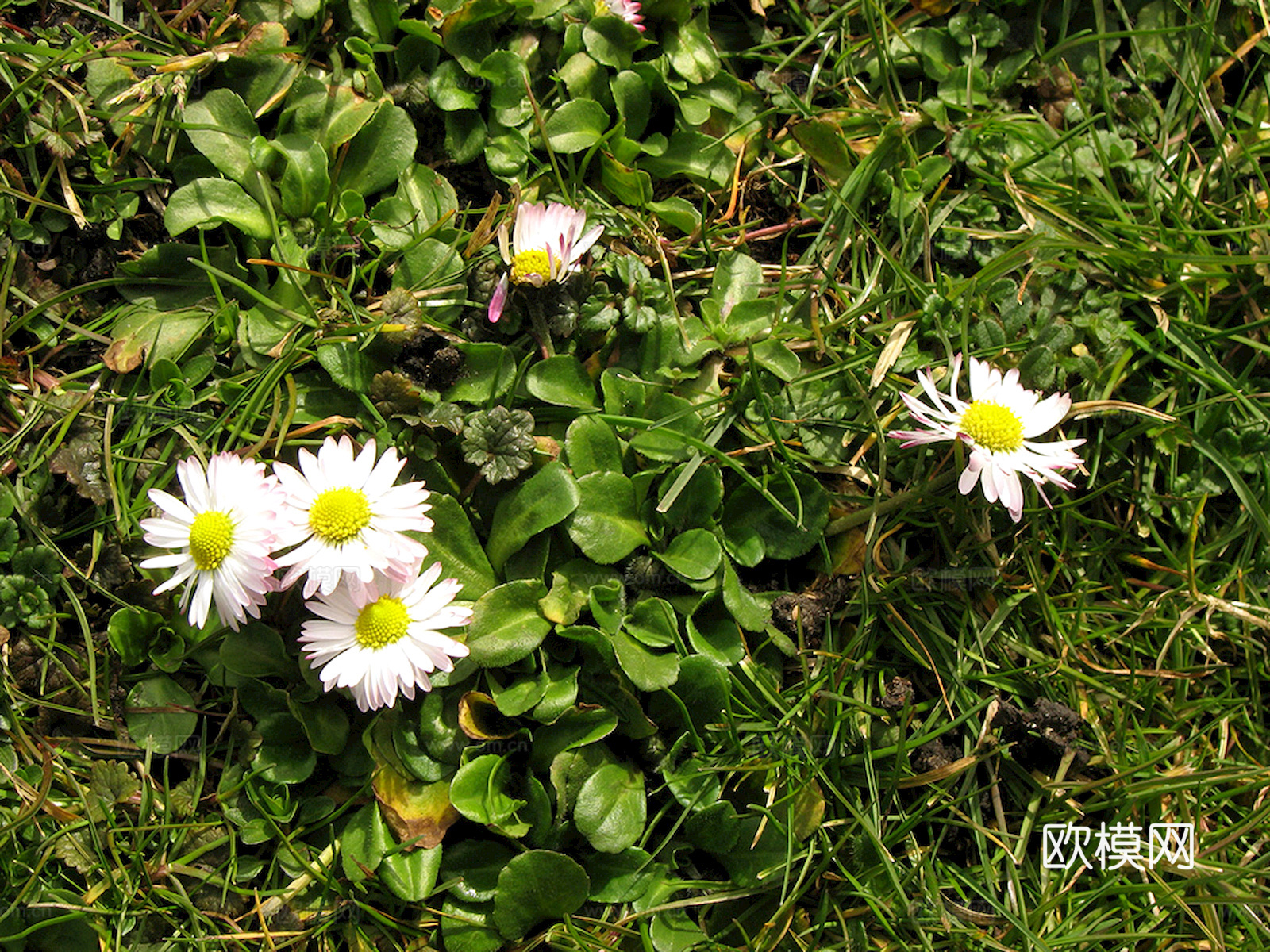 鲜花 花镜花海 花卉花草 花丛 草地草坪 草皮 绿篱 绿化带下载