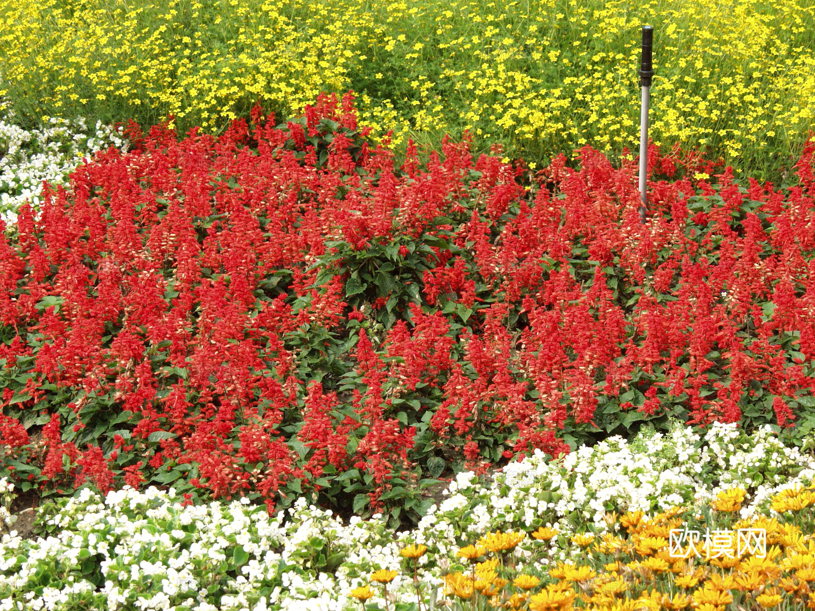 鲜花 花镜花海 花卉花草 花丛 草地草坪 草皮 绿篱 绿化带下载