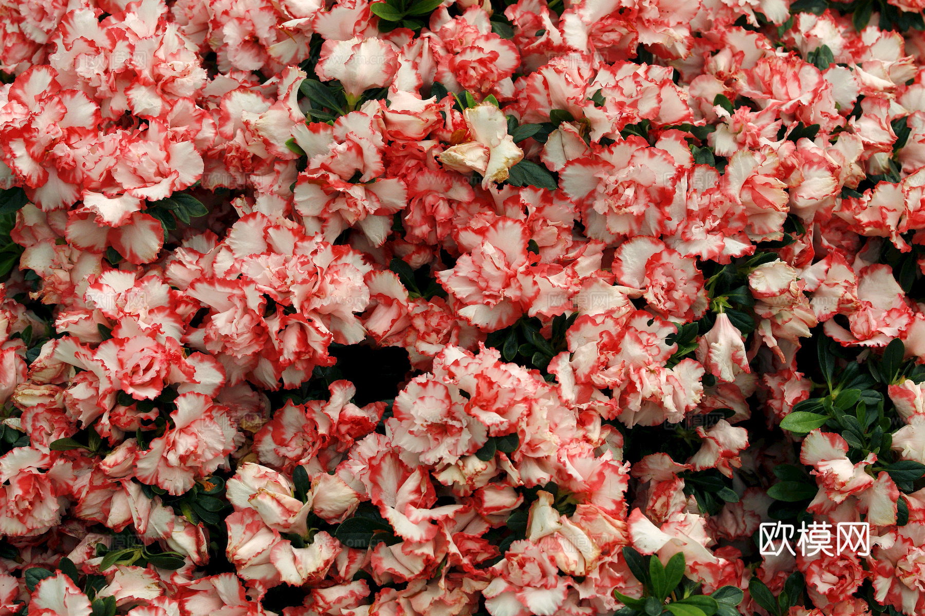 鲜花 花镜花海 花卉花草 花丛 草地草坪 草皮 绿篱 绿化带下载