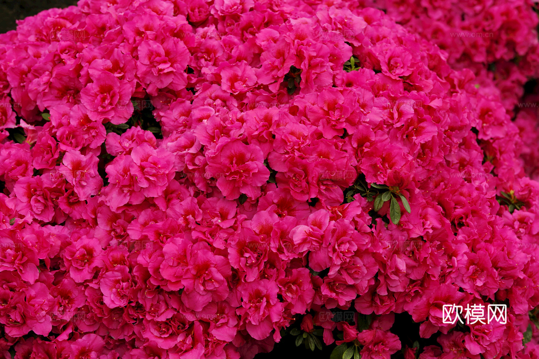 鲜花 花镜花海 花卉花草 花丛 草地草坪 草皮 绿篱 绿化带下载