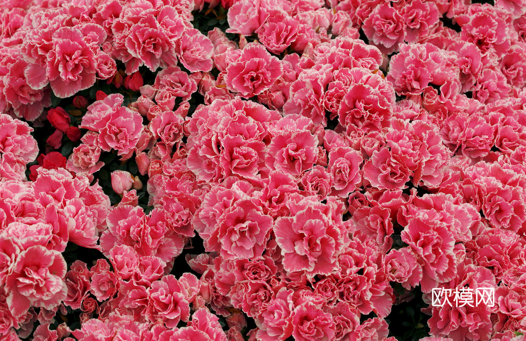 鲜花 花镜花海 花卉花草 花丛 草地草坪 草皮 绿篱 绿化带下载