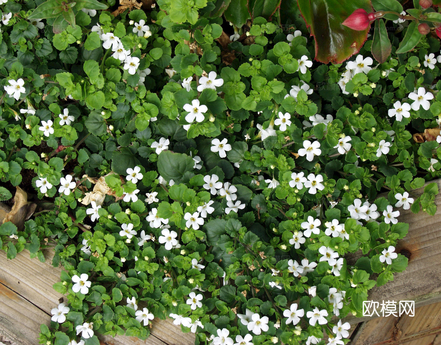 鲜花 花镜花海 花卉花草 花丛 草地草坪 草皮 绿篱 绿化带下载
