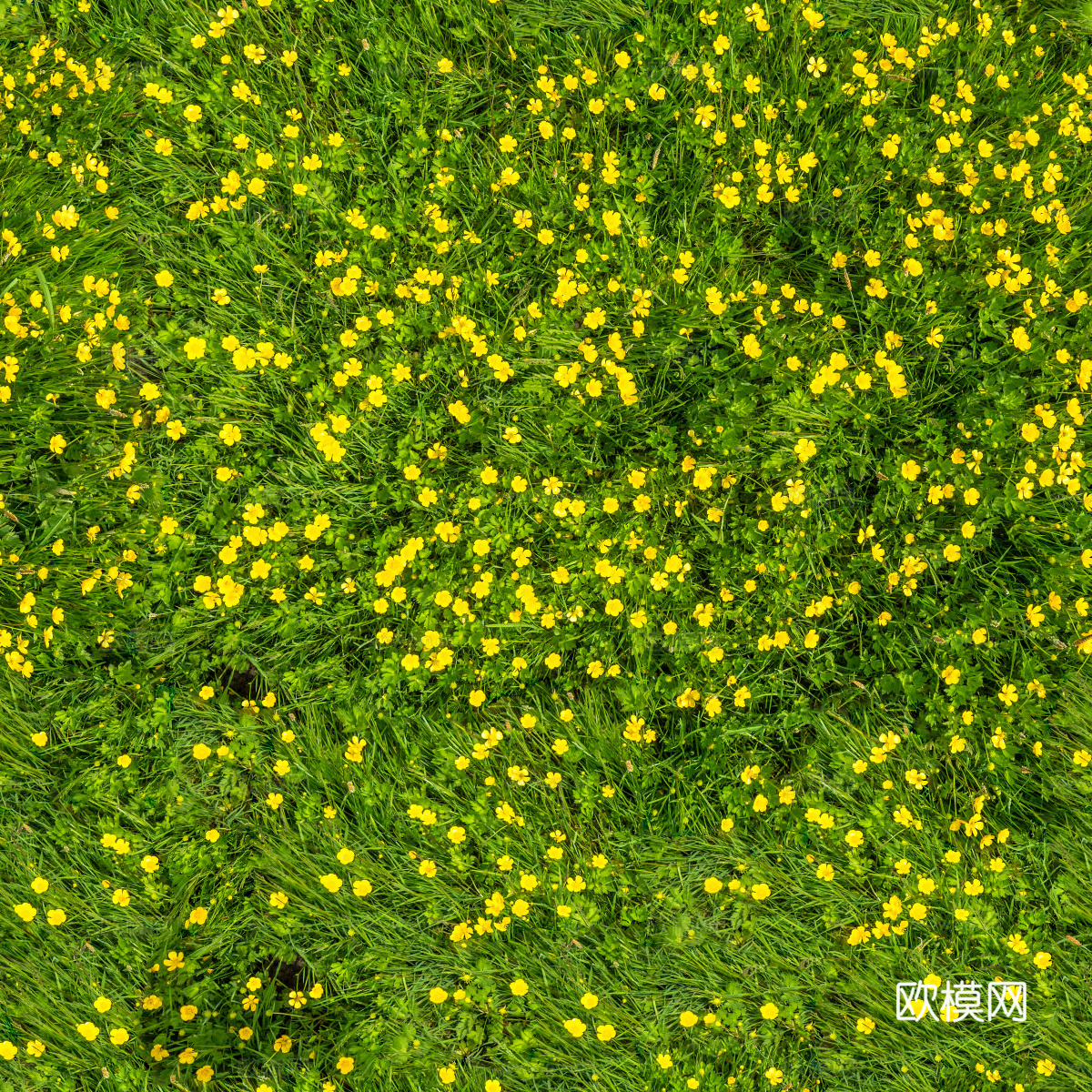 鲜花 花镜花海 花卉花草 花丛 草地草坪 草皮 绿篱 绿化带下载