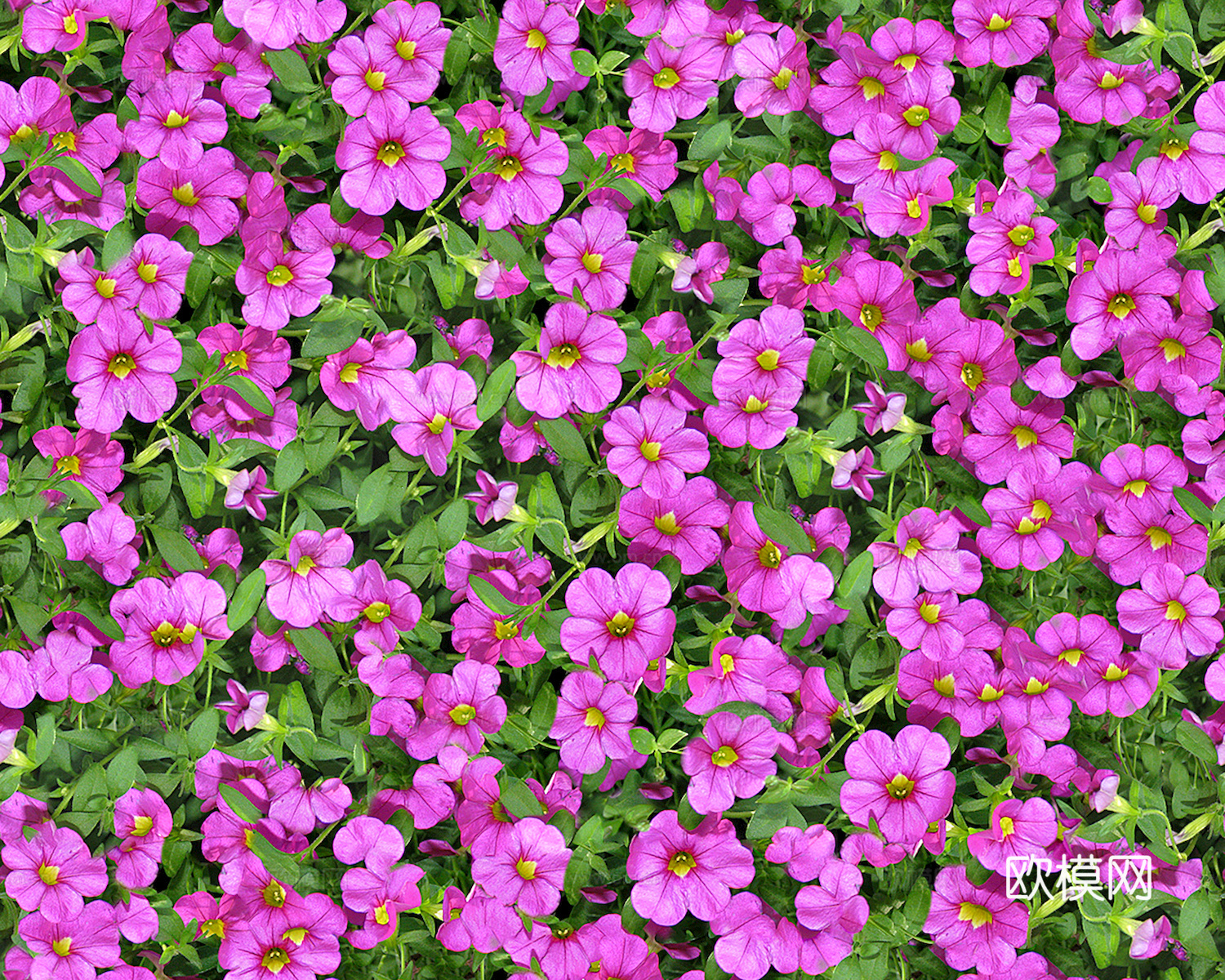 鲜花 花镜花海 花卉花草 花丛 草地草坪 草皮 绿篱 绿化带下载
