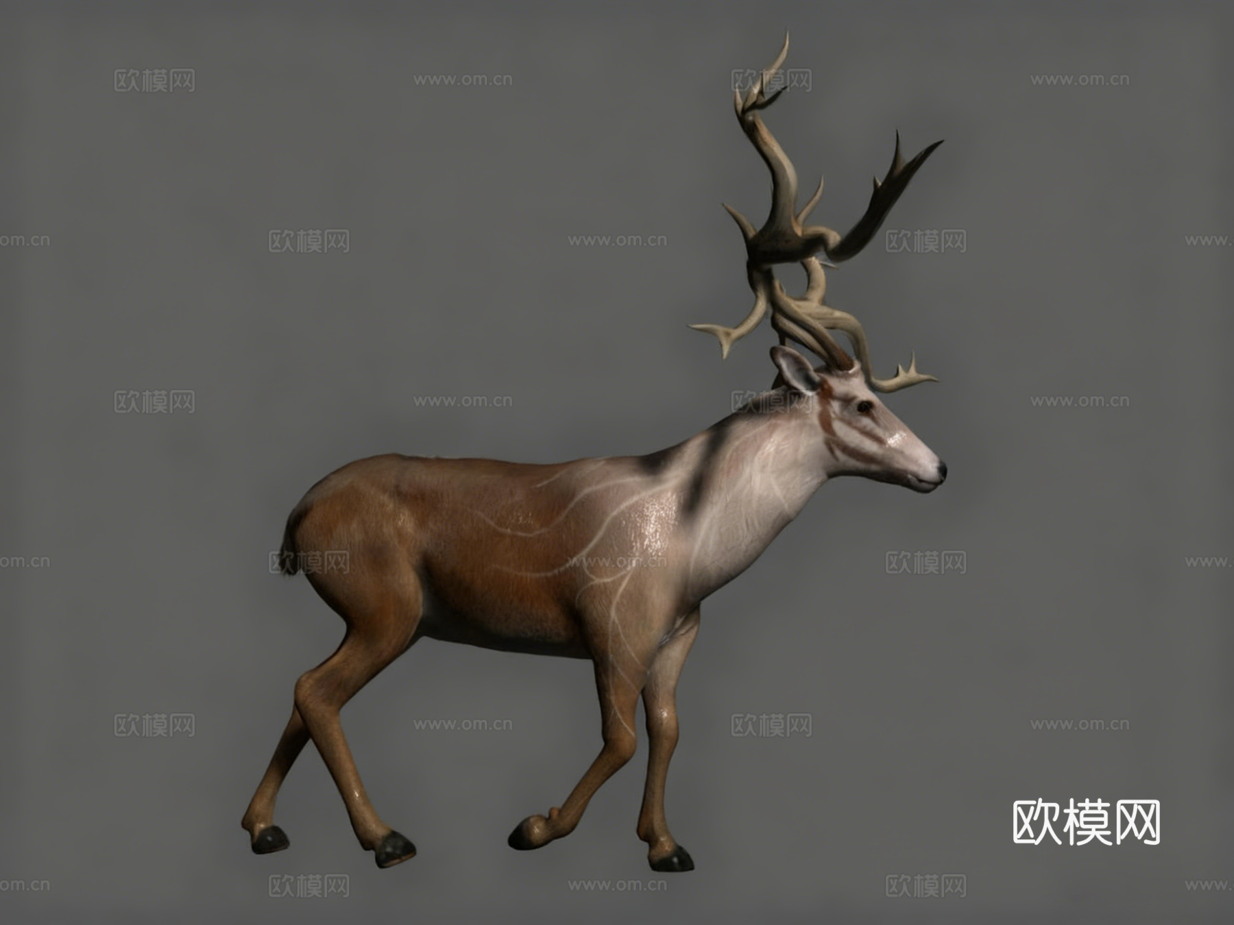 次世代麋鹿3d模型下载（渲染图1）