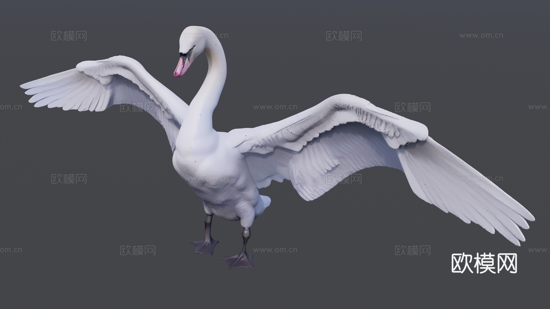 展翅的白天鹅su模型