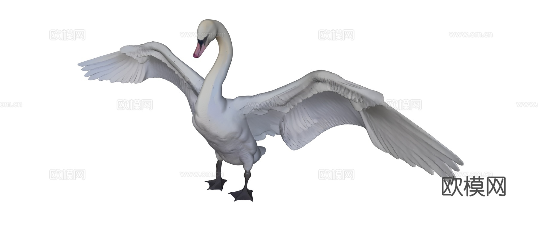展翅的白天鹅su模型
