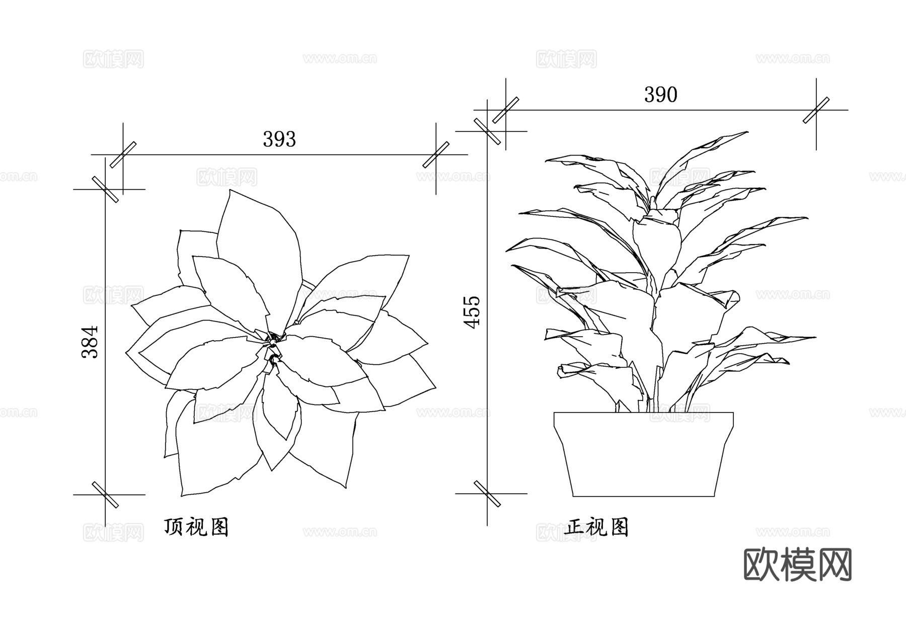 巴豆盆栽植物 巴豆绿植 巴豆观赏植物 室内巴豆盆栽 彩叶巴豆cad施工图下载