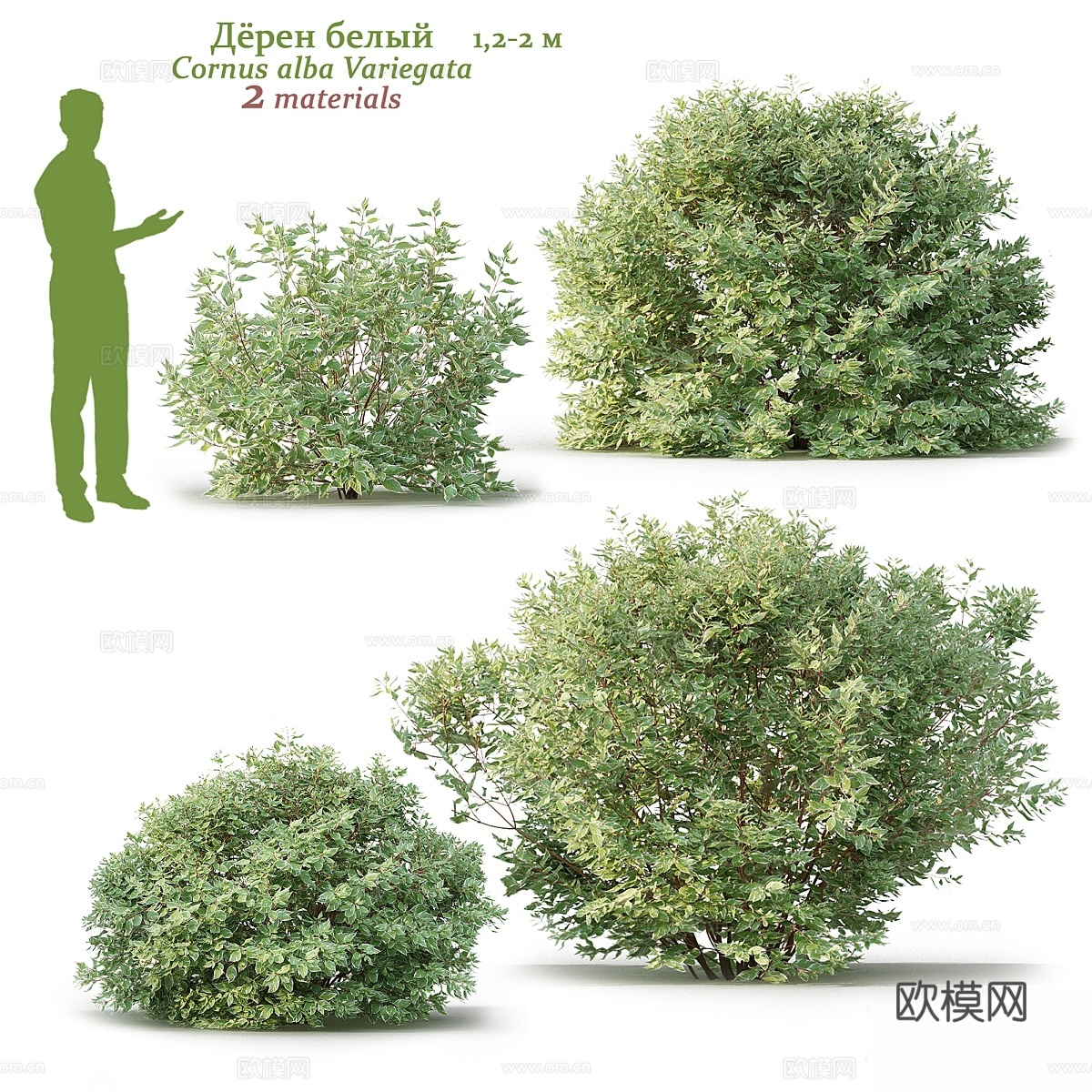 白花山茱萸 Cornus alba Variegata3d模型下载