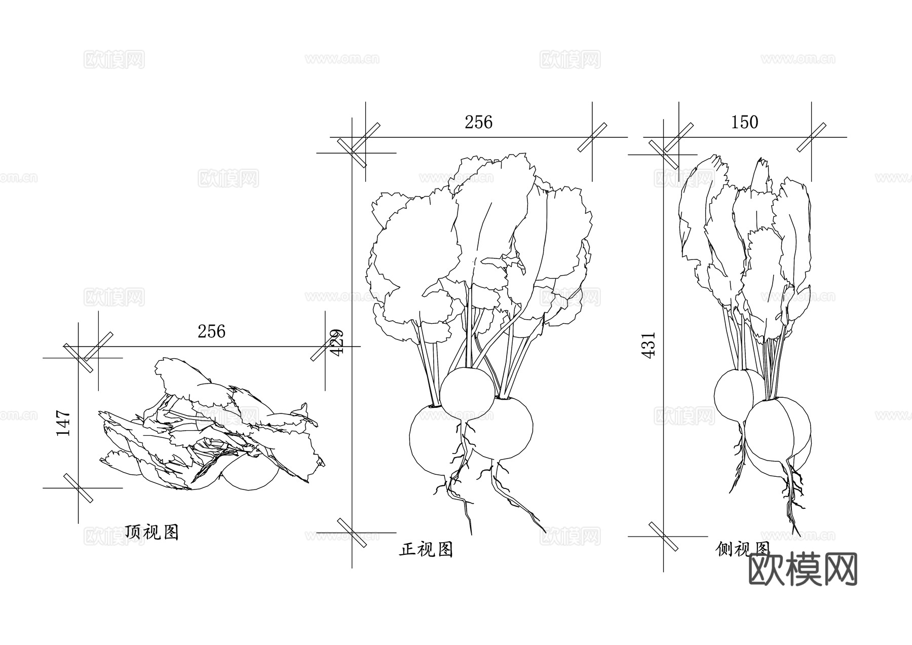 花园萝卜植物 萝卜盆栽 萝卜菜园 萝卜种植 萝卜蔬菜 萝卜苗cad施工图