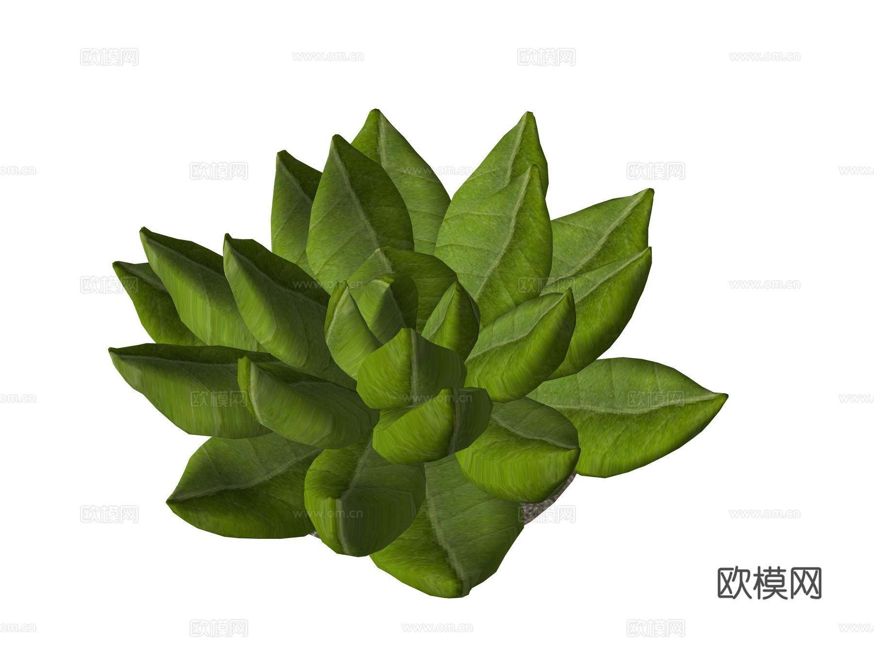现代多肉植物su模型
