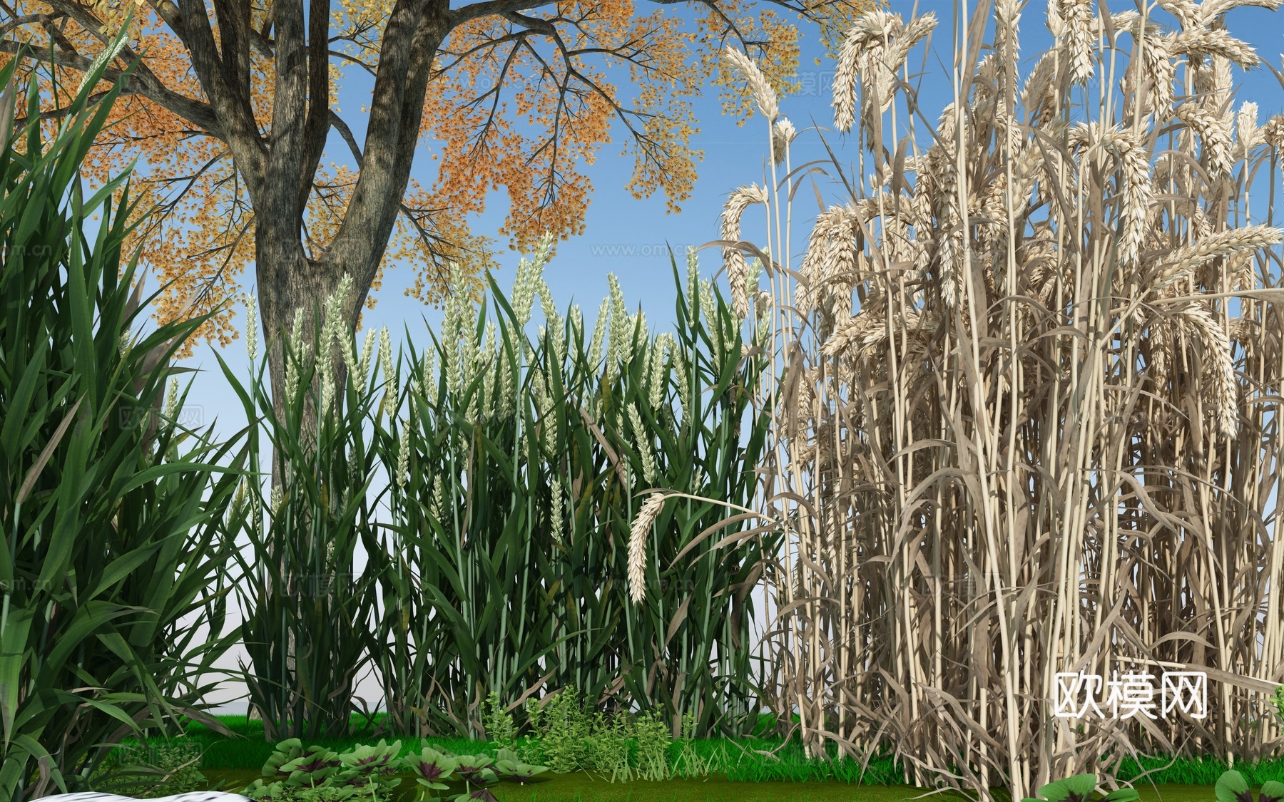 水稻3d模型下载