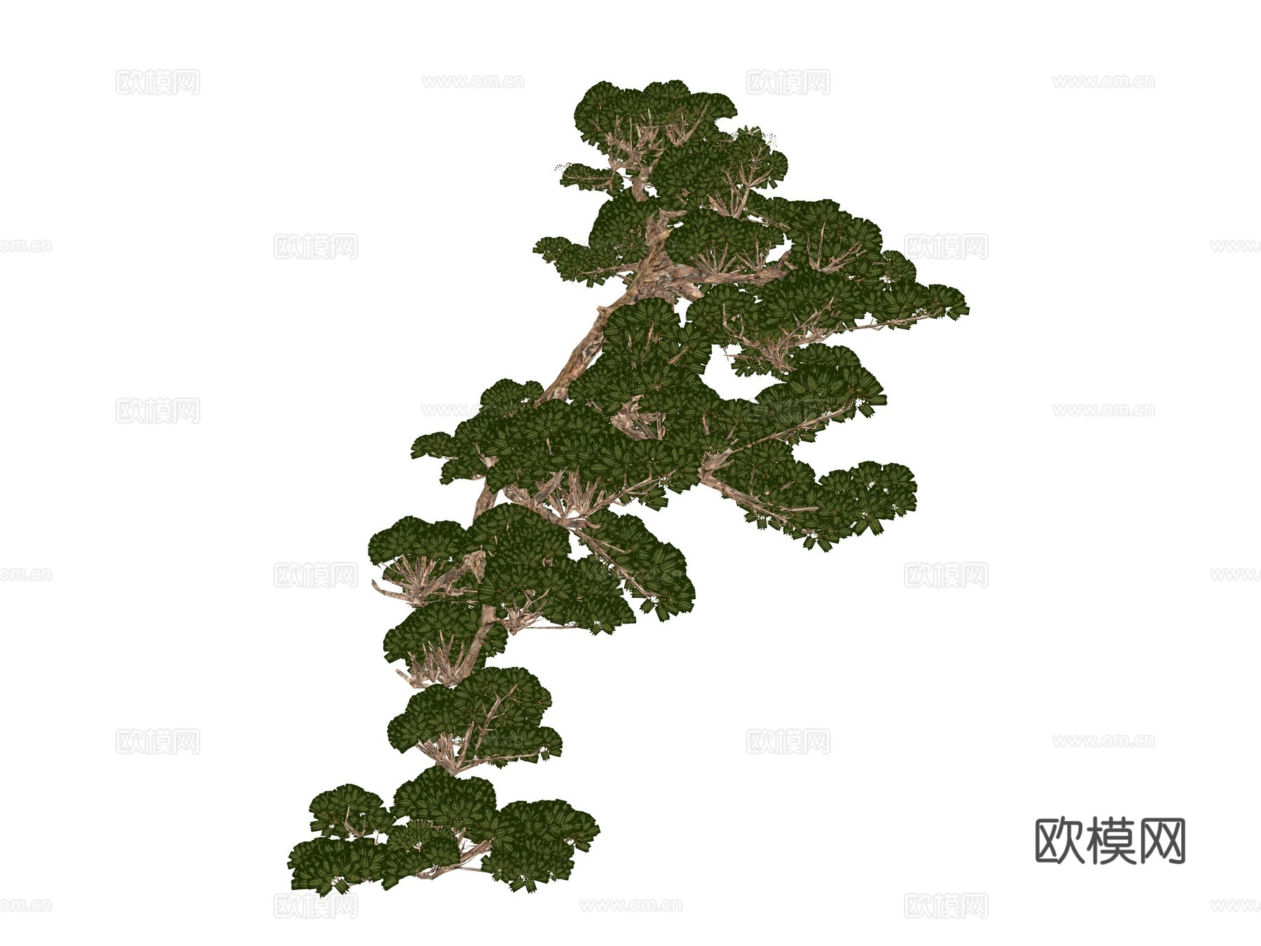 现代庭院植物su模型